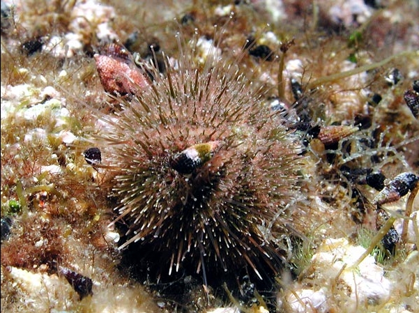 Psammechinus microtuberculatus